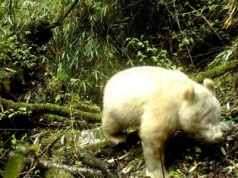 Chiny: nagrano pandę-albinosa i wychodzi, że jednak lepiej wyglądają w makijażu