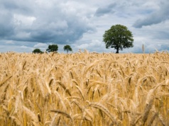 Nowe prognozy USDA: Większe zbiory pszenicy –  niższe ceny dla rolników