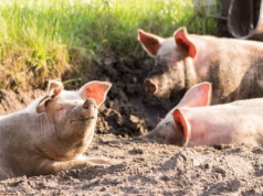 Pieniądze na ogrodzenia, silosy i dezynfekcję. Do wzięcia nawet 100 tys. zł