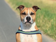 Dwa amstaffy wyskoczyły z auta i pogryzły niemowlę. 