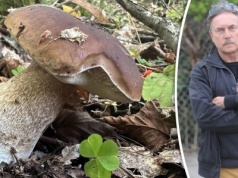 Właściciel skupu grzybów o tegorocznych zbiorach: Podgrzybki, jak nieapetyczne