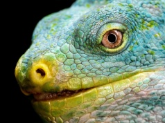 Jak jaszczurki przeżyły koniec świata dinozaurów?