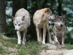 Wilki coraz bliżej domów. Pies porwany sprzed budynku w gminie Hyżne