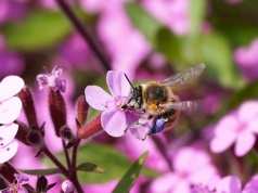 Mydlnica bazyliowata – Saponaria ocymoides L.