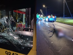 Jeleń wpadł po zmroku pod autobus 719. 