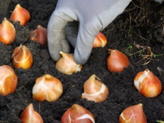 Kiedy i jak sadzić tulipany? Nie tylko termin ma znaczenie. Przez to nie zakwitną