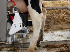 Pogarszają się perspektywy na światowym rynku mleka