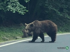 Niedźwiedź w Pewelce i Hucisku?