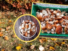 Pokazali, co dzieje się w lasach. 