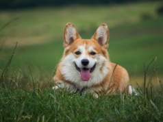Nie taki słodki pluszak. Corgi jako pies pasterski