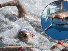 Atak rekina podczas maratonu pływackiego. Zawodnik ranny