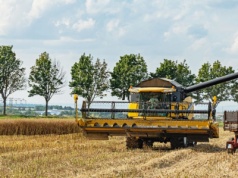 Zbiory rzepaku 2025 – jakie są najnowsze szacunki GUS?