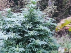 Plantacja konopi głęboko ukryta w lesie