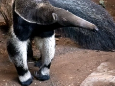 Zwierzęta mają swoje święto. Chorzowskie zoo organizuje Dzień Zwierząt