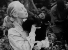 Jane Goodall nie żyje. Badaczka szympansów miała 91 lat. 