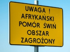 Z powodu ASF tracimy miliardy złotych. Czy całkowite wyeliminowanie wirusa jest obecnie możliwe?