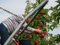 W Polsce nie do pomyślenia… W USA obniżają płacę minimalną w rolnictwie