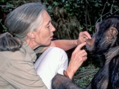 Zmarła Jane Goodall: matka chrzestna szympansów, która chciała, by ludzie stali się lepsi