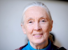 Zmarła Jane Goodall, uczona, która pokazała nam właściwe miejsce w świecie zwierząt