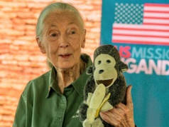 Jane Goodall nie tylko badała szympansy. Dzięki niej zobaczyliśmy nowe oblicze człowieka 