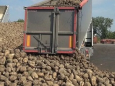 Rolnicy apelują o wyższe dopłaty do buraka cukrowego