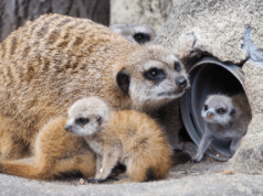 Maluchy w warszawskim zoo – na świat przyszły surykatki, już można je zobaczyć