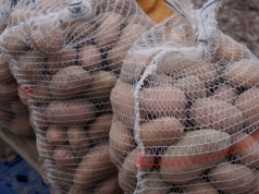 Import dobija polskie ziemniaki. Plantatorzy żądają podjęcia działań