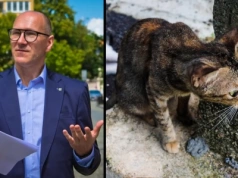 Za Kupaja kotom wolno żyjącym w Legnicy miało być lepiej. Dlaczego nie jest?