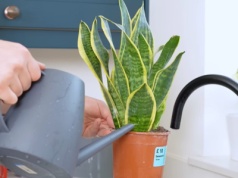 Sansevieria rośnie jak w bajce. Odkąd podlewam ją resztkami z obiadu