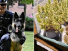 Policyjny pies Tobi w akcji. Policjanci ze Strzelec zabezpieczyli narkotyki