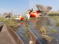 Słoń ruszył na łodzie turystów. Wszystko nagrały kamery