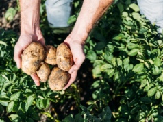 Nadprodukcja ziemniaków, rolnicy proszą o pomoc