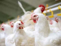Polski drób wraca do Chin. Skorzystają też producenci zbóż
