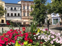 Setki tysięcy na nasadzenia. Bielsko-Biała ma stać się bardziej zielone