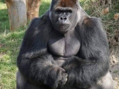Zoo dziękuje za żołędzie i orzeczy włoskie, wciąż czeka na orzechy laskowe