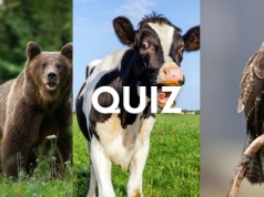 Podchwytliwy quiz o zwierzętach. My podajemy dwa gatunki, ty trzeci
