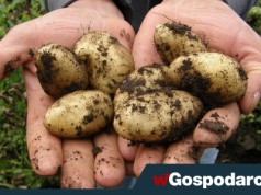 Nadprodukcja ziemniaków, rolnicy błagają o pomoc