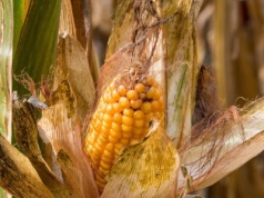 FAO podnosi październikową prognozę produkcji zbóż
