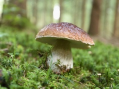 Jak rozpoznać prawdziwka? Niektóre odmiany borowików są trujące