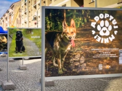 Bezdomniaki na fotach w Rynku - wystawa plenerowa „Adoptuj mnie” (FOTO)