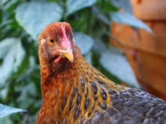 Argentyna wolna od wysoce zjadliwej grypy ptaków H5N1