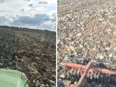 Rolnik musiał zniszczyć 500 ton kapusty. 