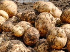130 kg ziemniaków w ciągu 45 minut. Zuchwała kradzież na polu