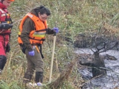 Dramatyczna akcja ratunkowa jelenia – szybka reakcja uratowała życie zwierzęcia