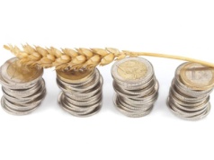 Matif: Ceny zbóż bez większych zmian. Rzepak zyskał 4,50 EUR/t