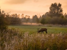 Uwaga na dzikie zwierzęta! Dwie kolizje w ciągu kilkunastu godzin