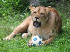 Zbiórka piłek dla dzikich kotów z zoo