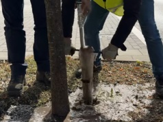 Z kartonu, kamieni i wody. Miasto testuje nowy sposób na oddech dla drzew