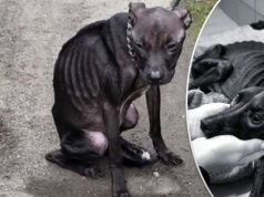 Na łańcuchu, bez kropli wody czekała na człowieka. Tłumaczenia właścicielki nie mieszczą się w głowie