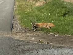 Potrącona sarna godzinami konała przy drodze. Procedury w takich sytuacjach są jasne, lecz z ich realizacją już gorzej (zdjęcia)